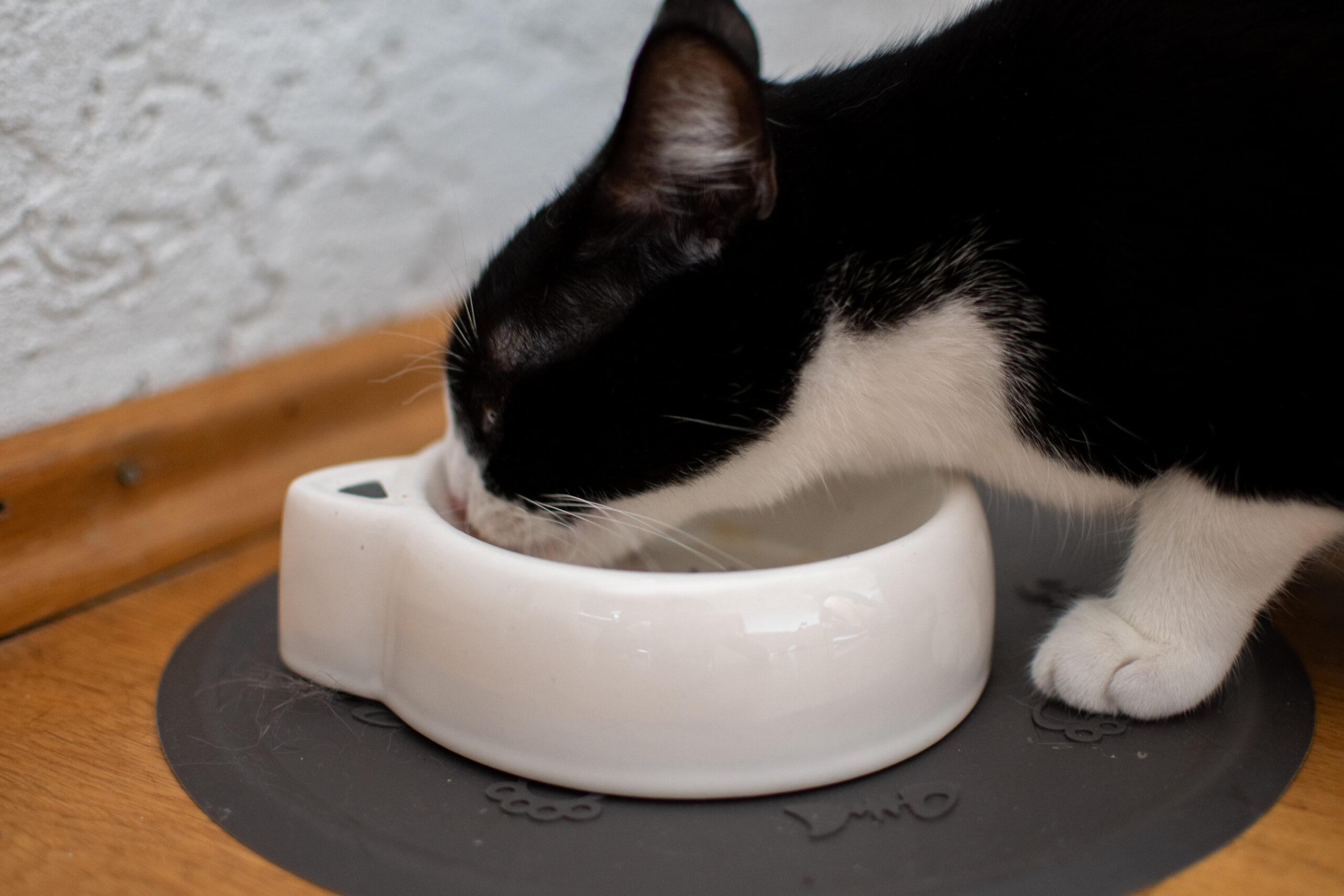 Katze riecht am Futter, aber frisst nicht: Ursachen und Lösungen