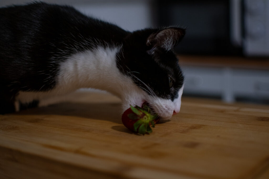 Meine Katze Kiwi isst eine Erdbeere