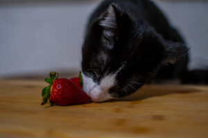 Katze isst Erdbeere