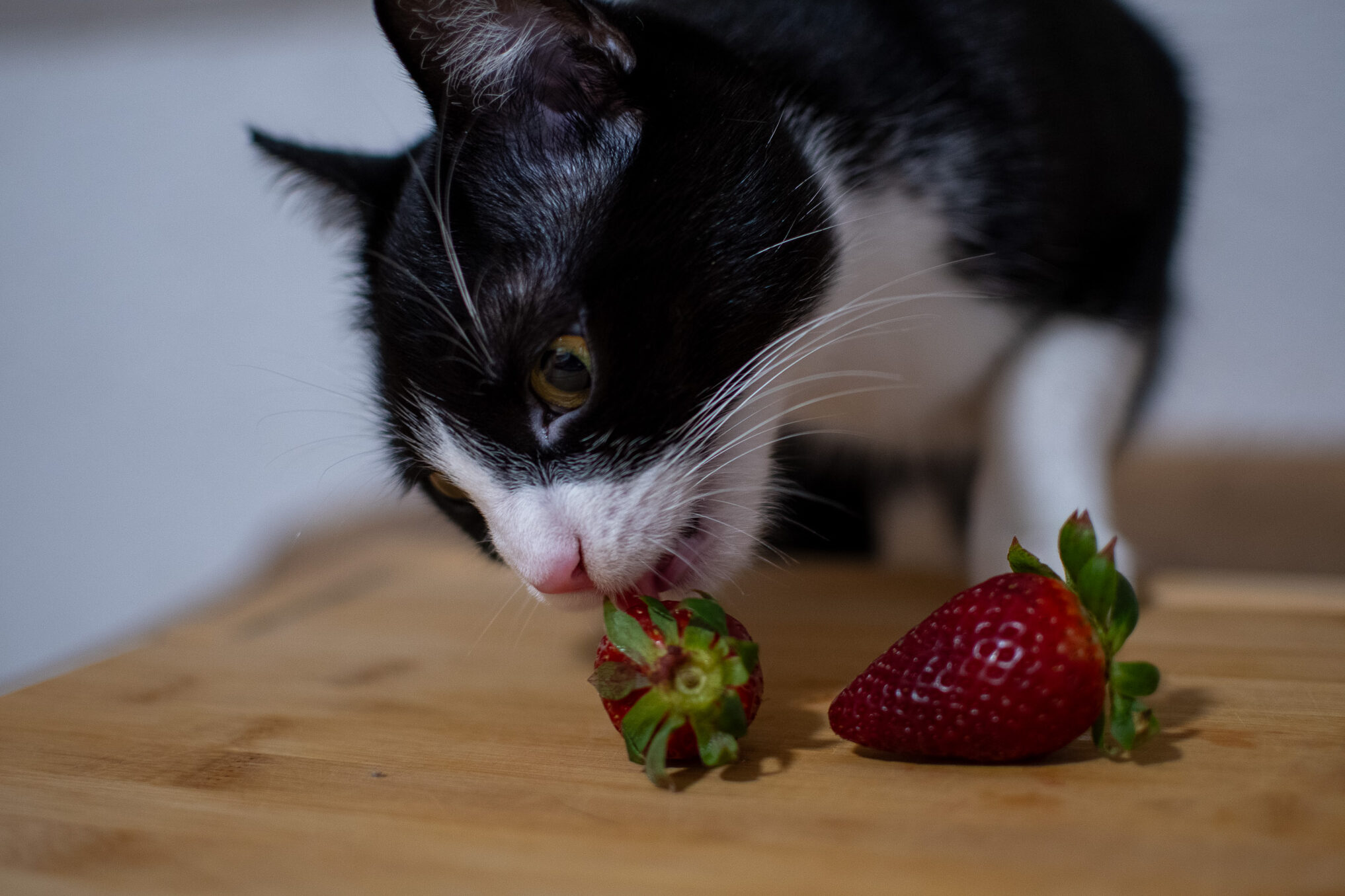 Meine Katze Sky isst eine Erdbeere